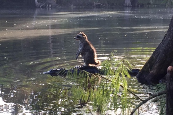 Raccoon riding an alligator